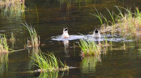 JasperNPPatriciaLakeMallardsFaceDown