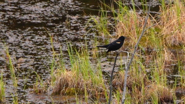 JasperNPPatriciaLakeTricolorBlackbird