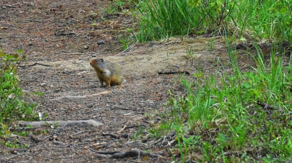 JasperNPRedGoldenMarmot1.jpg JasperNPRedGoldenMarmot1