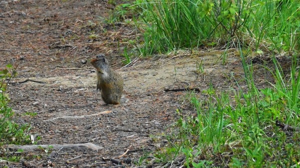 JasperNPRedGoldenMarmot2.jpg JasperNPRedGoldenMarmot2