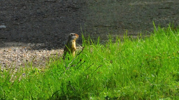 JasperNPRedGoldenMarmot3.jpg JasperNPRedGoldenMarmot3