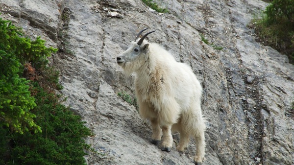 JasperNPRockyMtGoat3