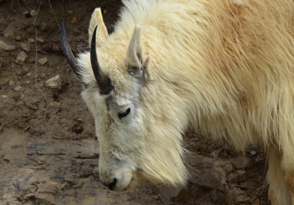 JasperNPRockyMtGoat4