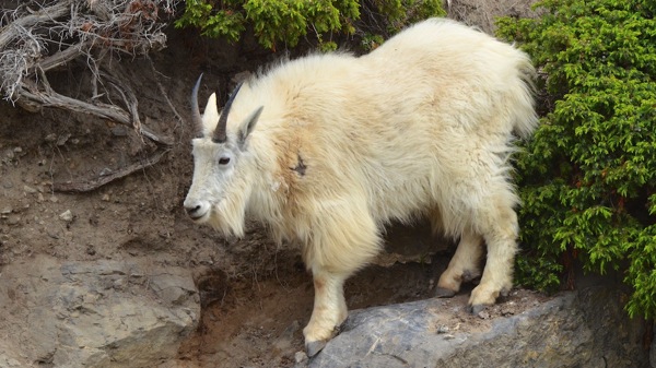 JasperNPRockyMtGoat5