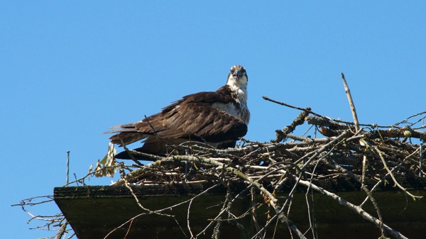 SalmonArmFemaleOsprey