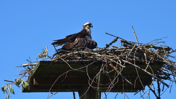 SalmonArmFemaleOsprey2