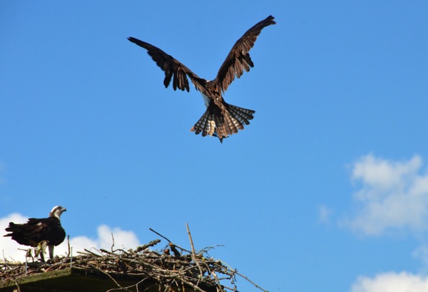 SalmonArmMaleOspreyLanding1