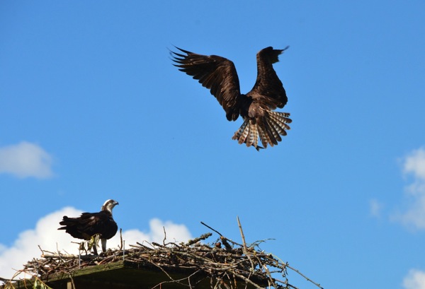 SalmonArmMaleOspreyLanding2