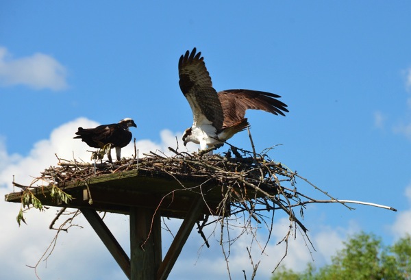 SalmonArmMaleOspreyLanding3