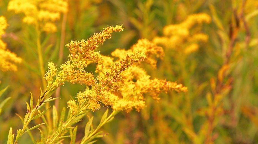 DSC_0932.jpg DSC 0932