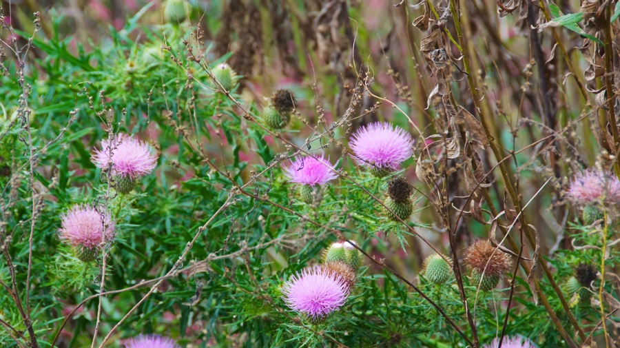 DSC_0944.jpg DSC 0944