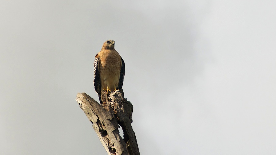 DSC_2399 (1).jpg DSC 2399 1