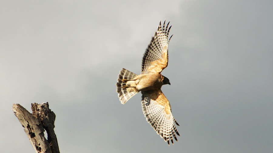 DSC_2403.jpg DSC 2403