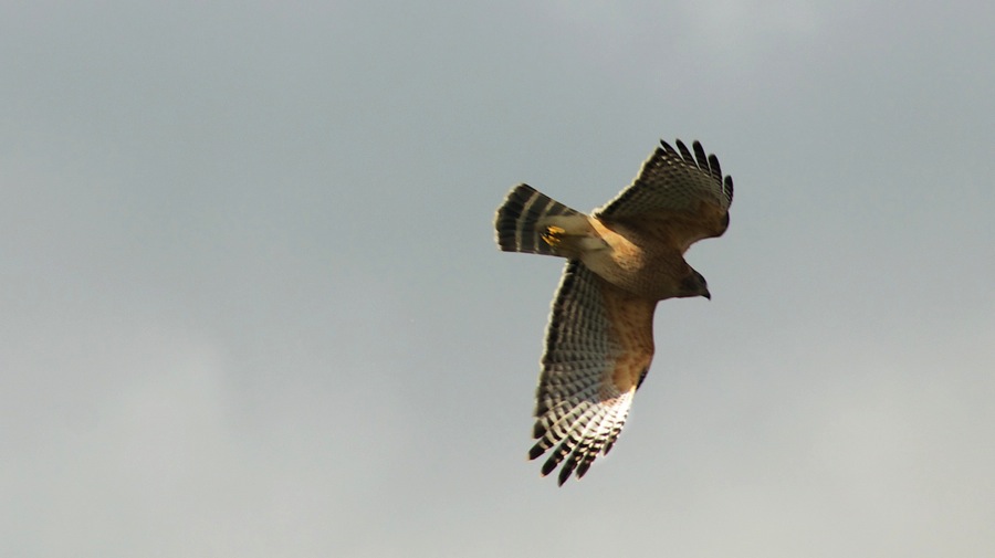 DSC_2405 (1).jpg DSC 2405 1