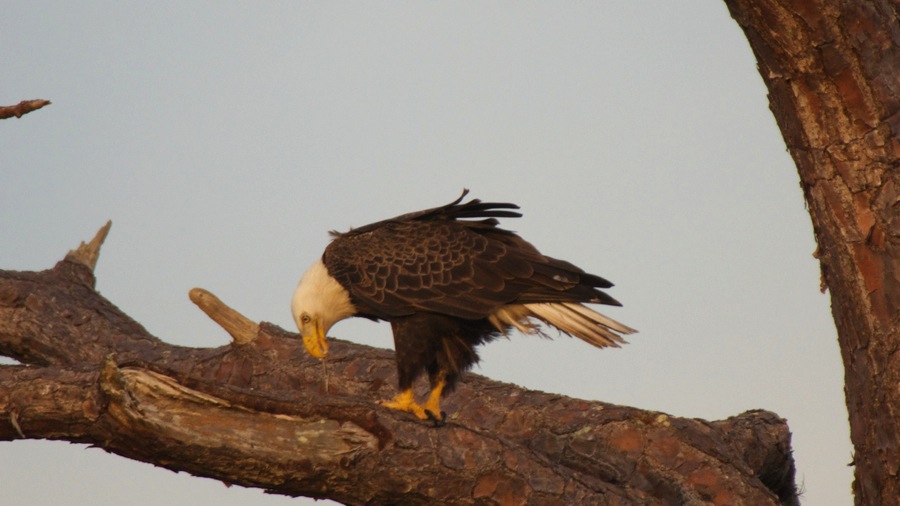 DSC_2620 (1).jpg DSC 2620 1