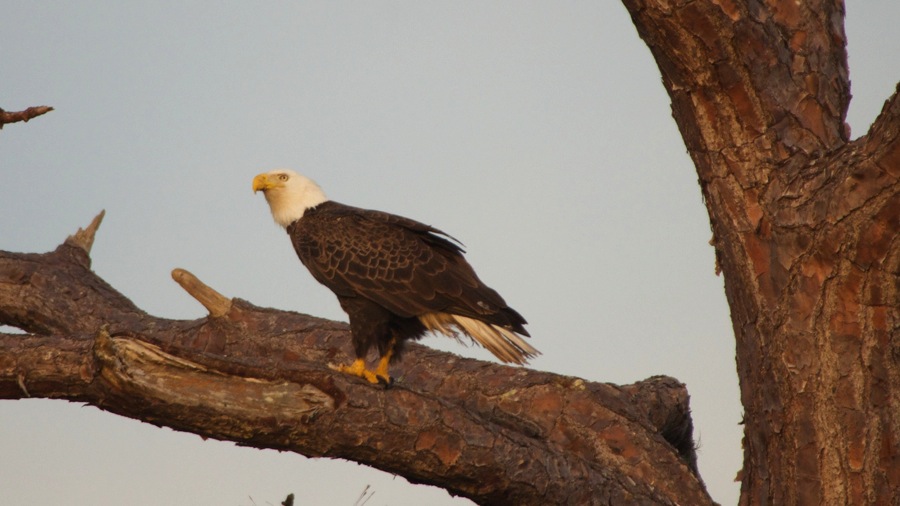 DSC_2623 (1).jpg DSC 2623 1