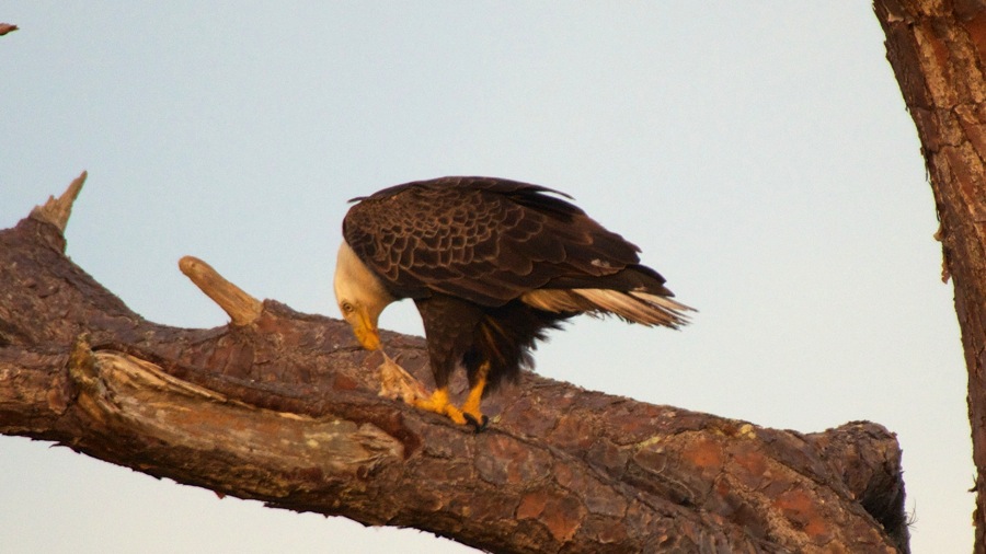 DSC_2628 (1).jpg DSC 2628 1