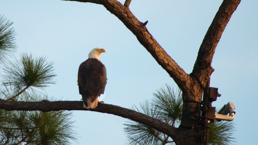 DSC_2633 (1).jpg DSC 2633 1