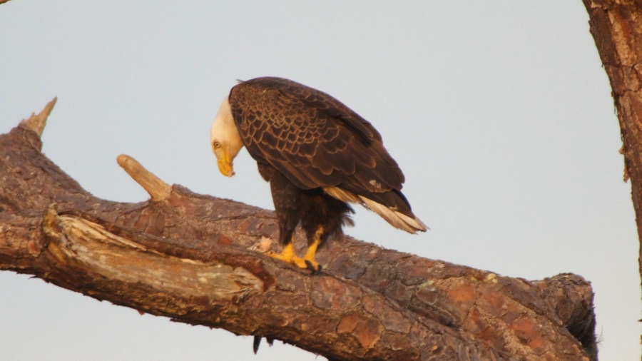 DSC_2637 (1).jpg DSC 2637 1