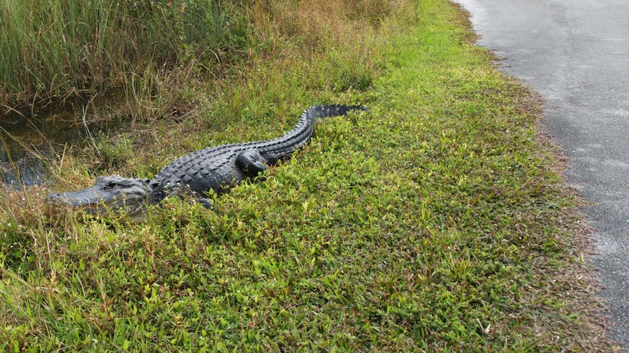 DSC_3378.jpg DSC 3378