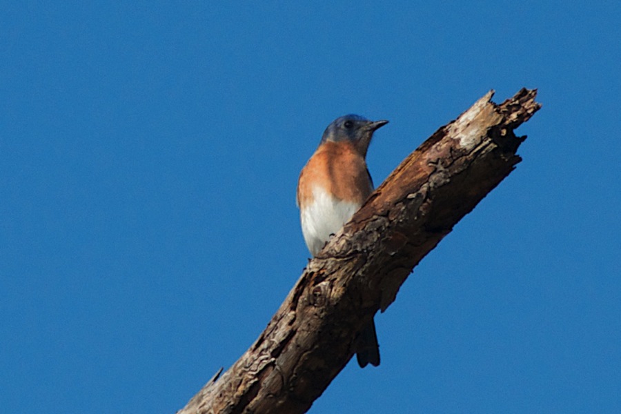 DSC_3448.jpg DSC 3448