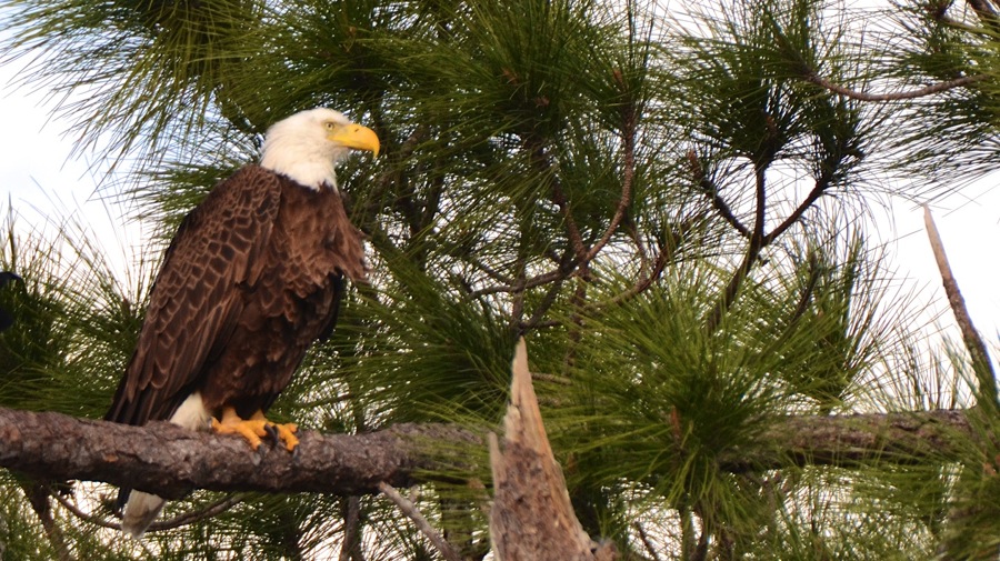 DSC_4733.jpg DSC 4733