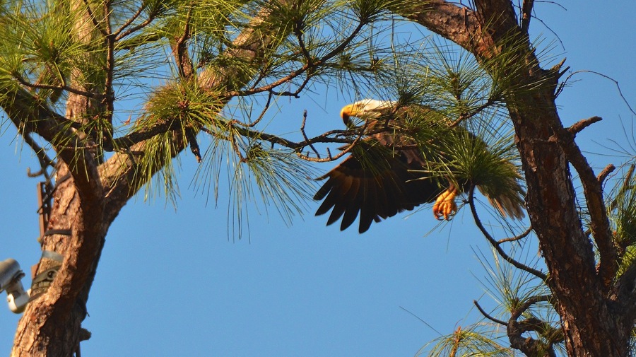 DSC_2688.jpg DSC 2688