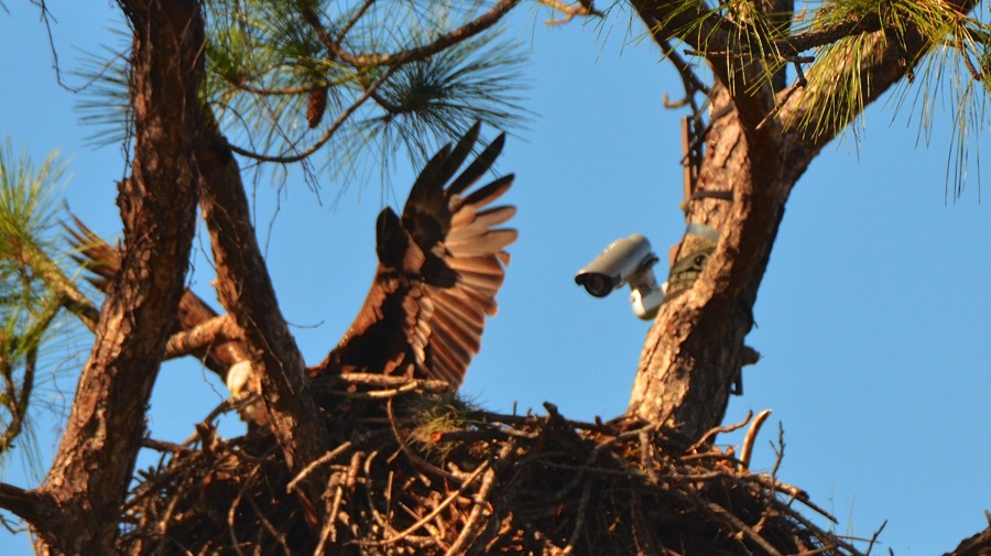 DSC_2700.jpg DSC 2700