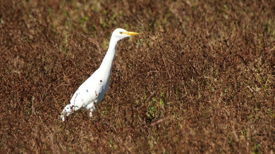 DSC_2733.jpg DSC 2733