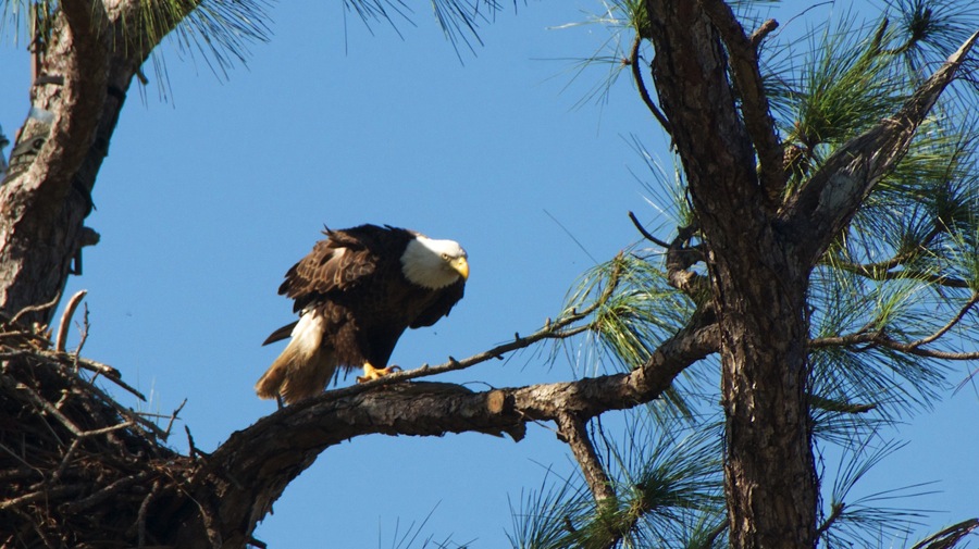 DSC_2741.jpg DSC 2741