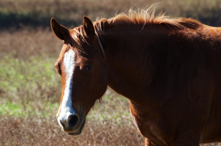 DSC_2779.jpg DSC 2779