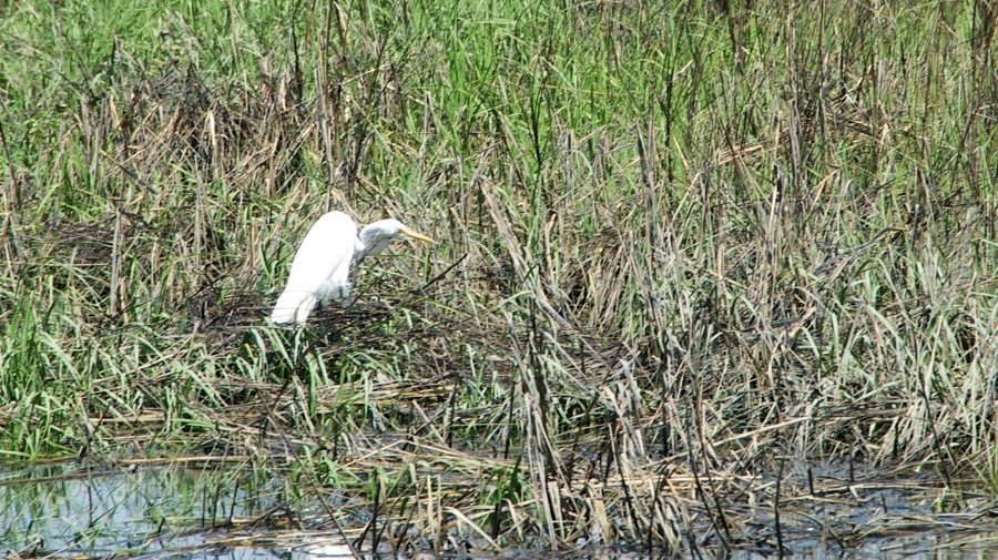 DSC_3501.jpg DSC 3501