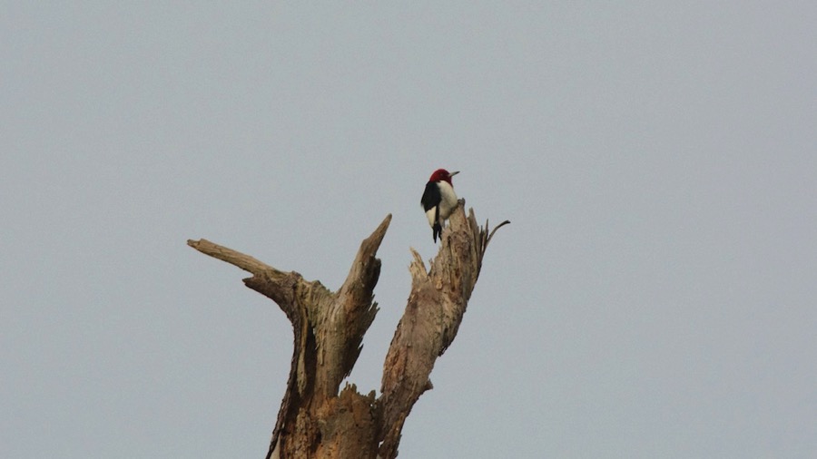 D71_0459.jpg D71 0459