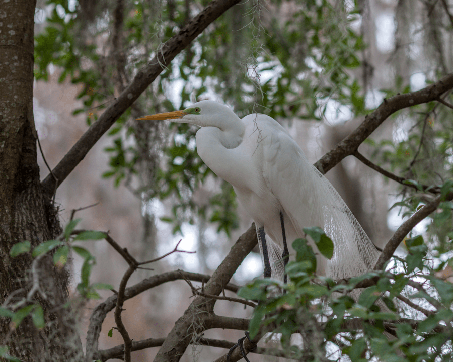 Great Egret Breeding