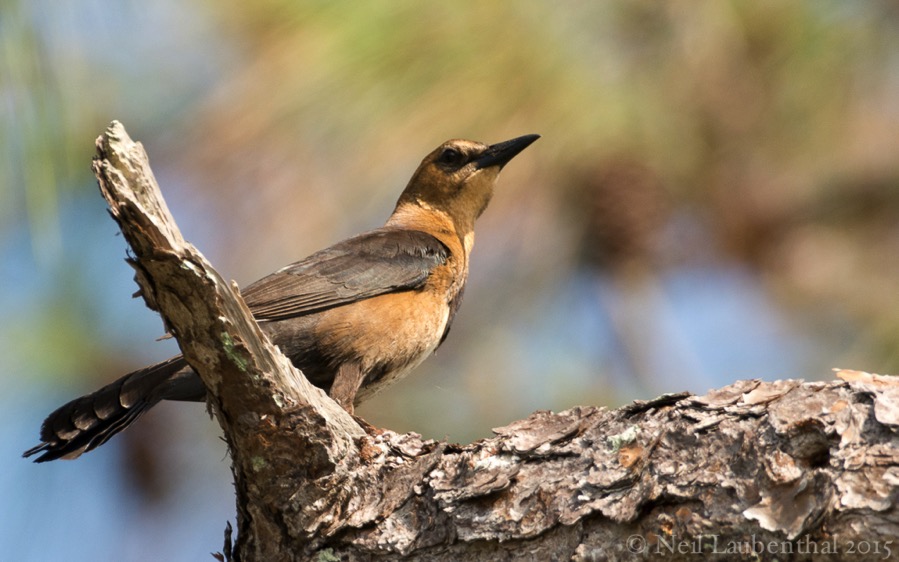 D71_1070.jpg D71 1070