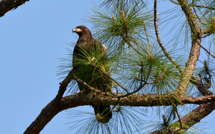 D71_1082.jpg D71 1082