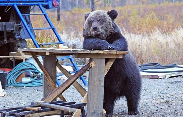 Whats a Bear Gotta Do for a Beer