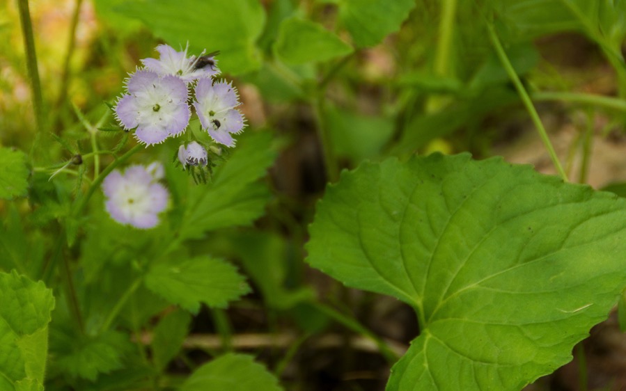 D71_8064.jpg D71 8064