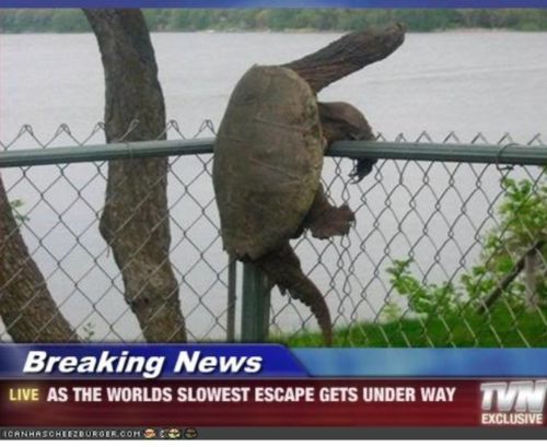 TurtlesClimbLikeABoss.jpg TurtlesClimbLikeABoss