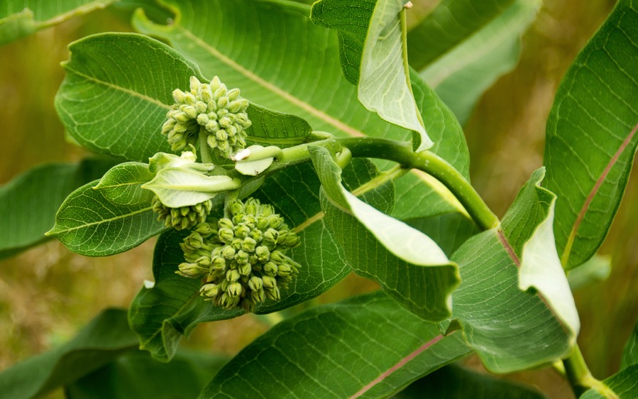 D71_8105.jpg D71 8105