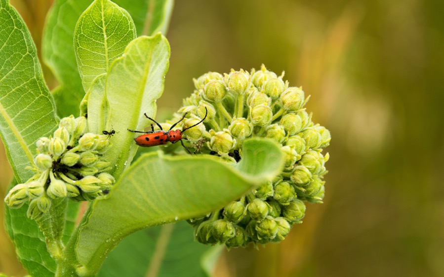 D71_8109.jpg D71 8109