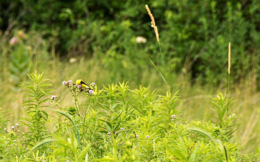 D71_8115.jpg D71 8115