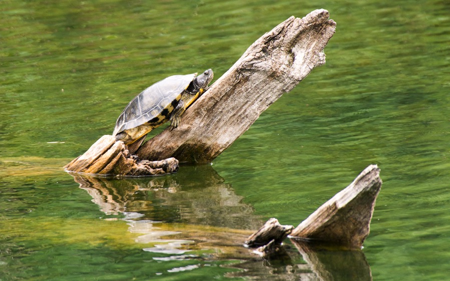 D71_8129.jpg D71 8129