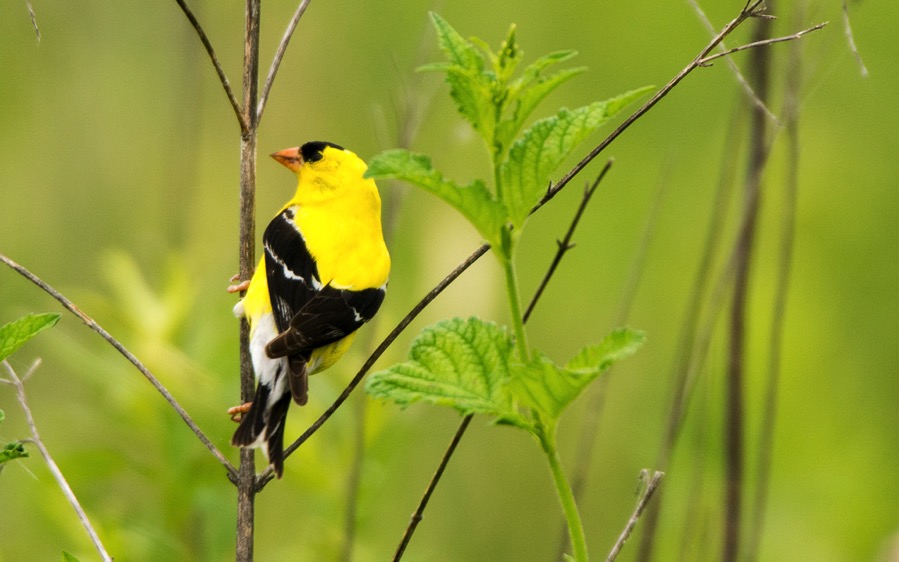 D71_8131.jpg D71 8131