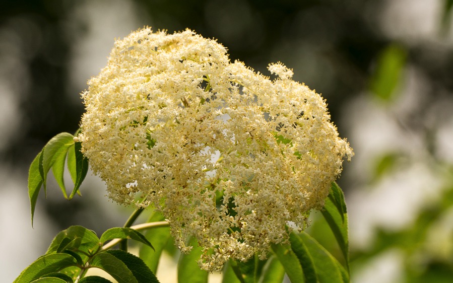 D71_8135.jpg D71 8135