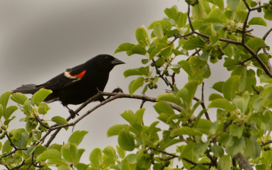 D71_8138.jpg D71 8138