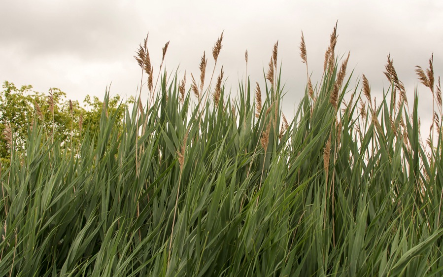 D71_8149.jpg D71 8149