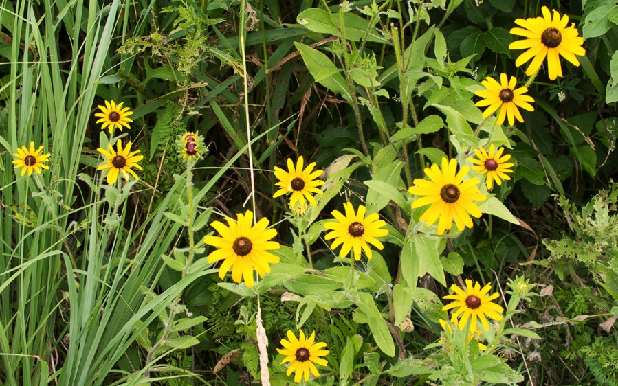 D71_8155.jpg D71 8155