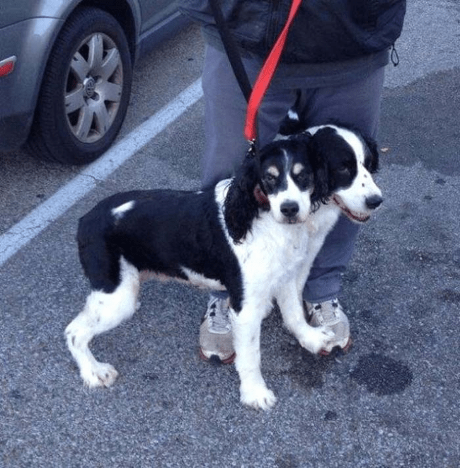 Two headed dog.png Two headed dog