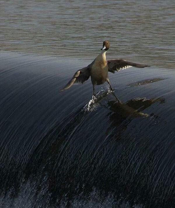 CoolestDuckEver
